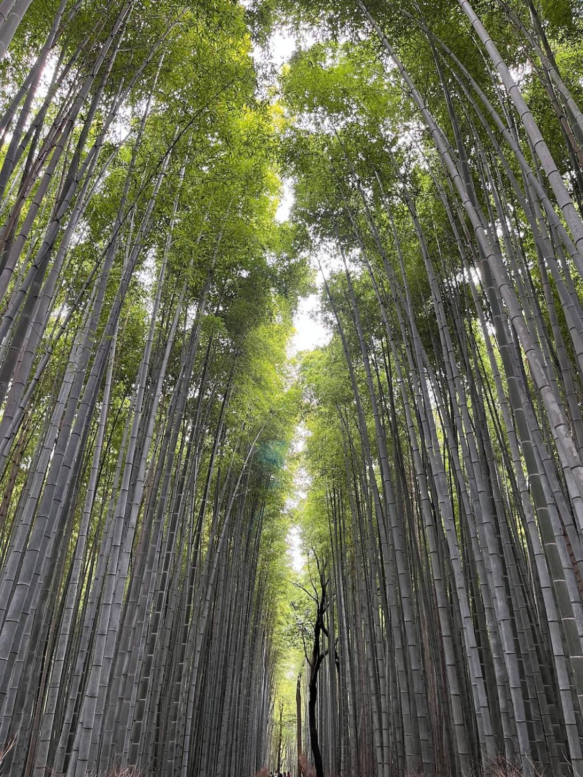 嵐山 天龍の宿 駐車無料 一棟貸切 最大5人 Dragon Legend Arashiyama Central Private Rare Modern Villa Free Parking Max 5Ppl Shimosaga Exterior photo